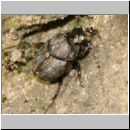 Onthophagus sp - Dungkaefer 02a 7mm Lehmgrube.jpg
